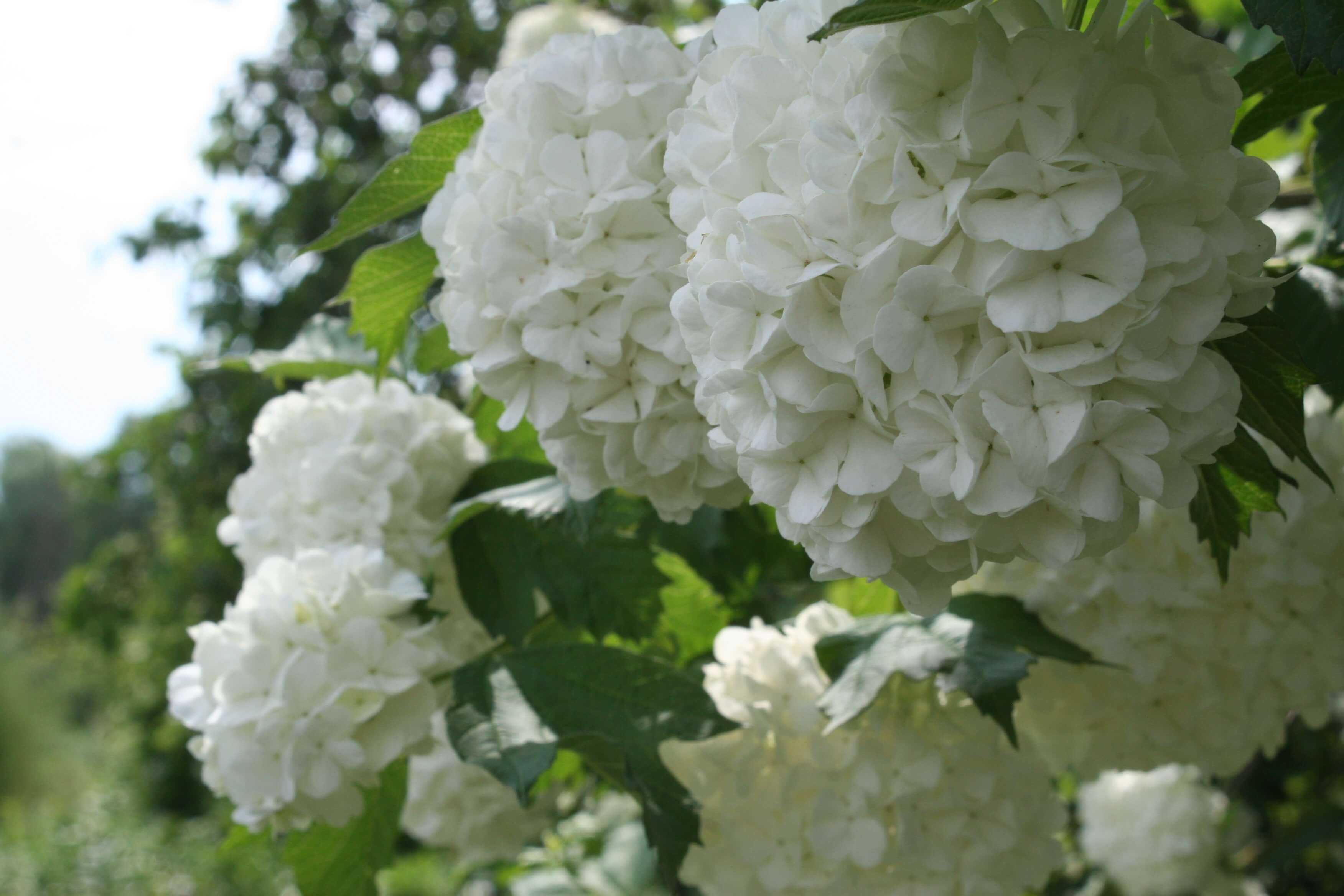 Ландшафтный дизайн и саженцы в Раменском районе - ГАВРСАД